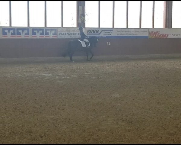 Reitturnier Westbevern-Vadrup 2019