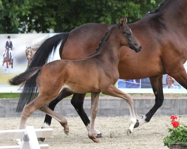 horse Stute von Weltissimo (Westphalian, 2014, from Weltissimo 3)