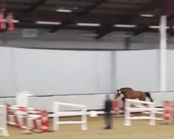 Video of Mylord Manolito