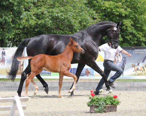 broodmare Sunday Morning SH (Hanoverian, 2006, from Stedinger)