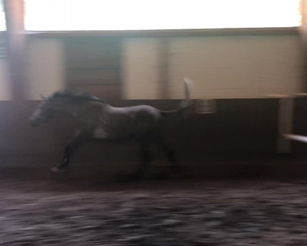 Video von Diquito