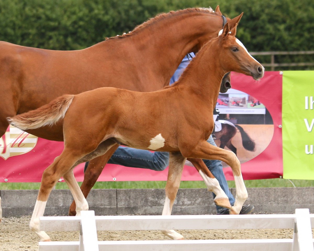 Pferd Sequ (Westfale, 2014, von Sezuan)