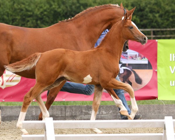 horse Sequ (Westphalian, 2014, from Sezuan)