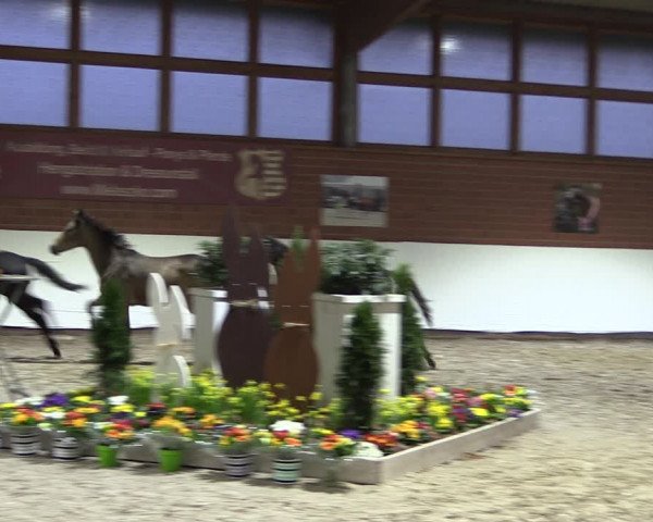 Video von hengst-von-golden-grey-nantano, great-again, goldtaler