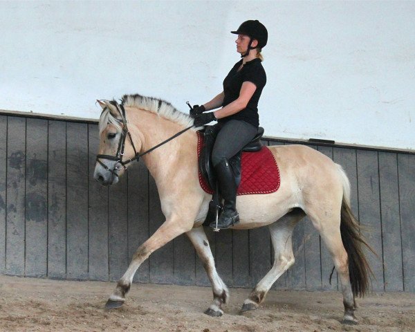 horse Tinka (Fjord Horse, 2011, from Kalino)