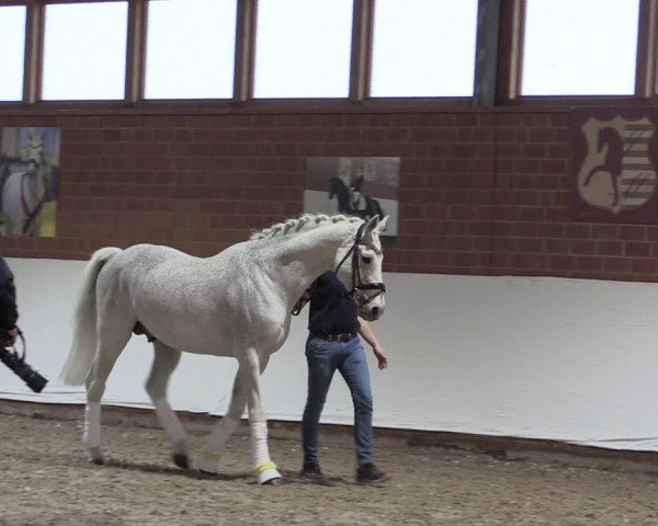 Video of cascavelle-nt