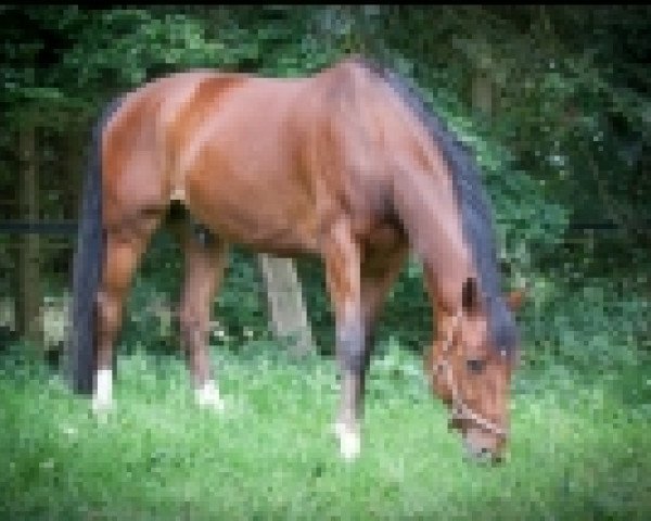 dressage horse Diego Diaz (Westphalian, 2005, from Don William)