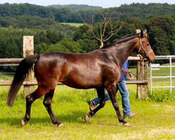 broodmare Shining Sue (Rhinelander, 2005, from Sir Donnerhall I)