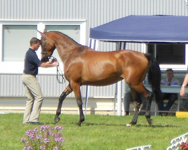 broodmare La Quadriga (Oldenburg show jumper, 2008, from Quadrigus M)