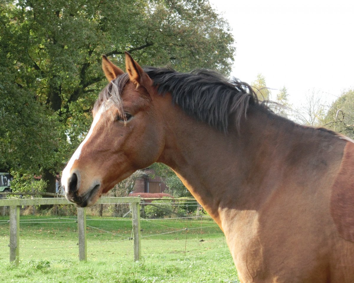 horse Dayleys (German Riding Pony, 2005, from Day of Whisper)