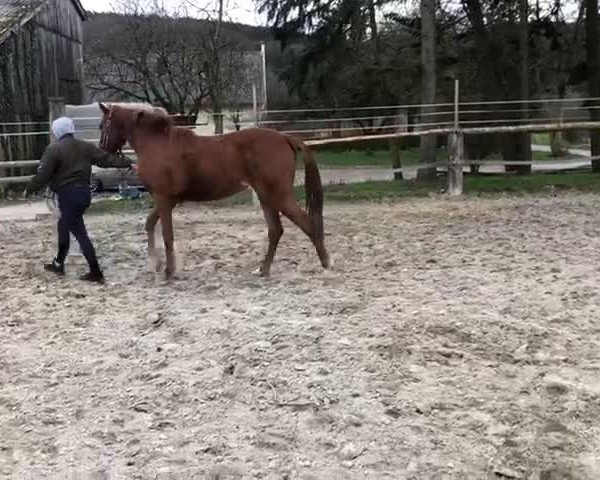 Video von Light of diamonds