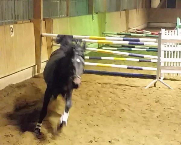 Video von Calio