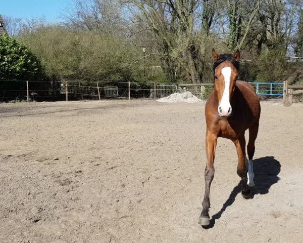 Video of Calando Caesario