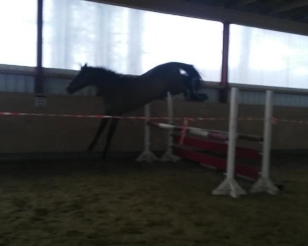 Video of Chapeau Claque 50