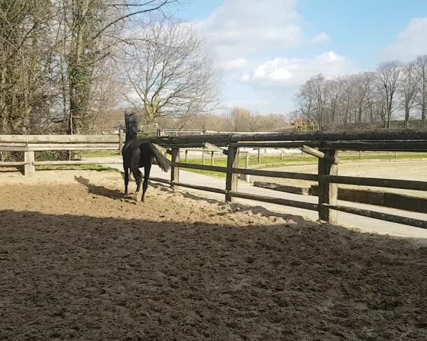Video von Dancier Silver