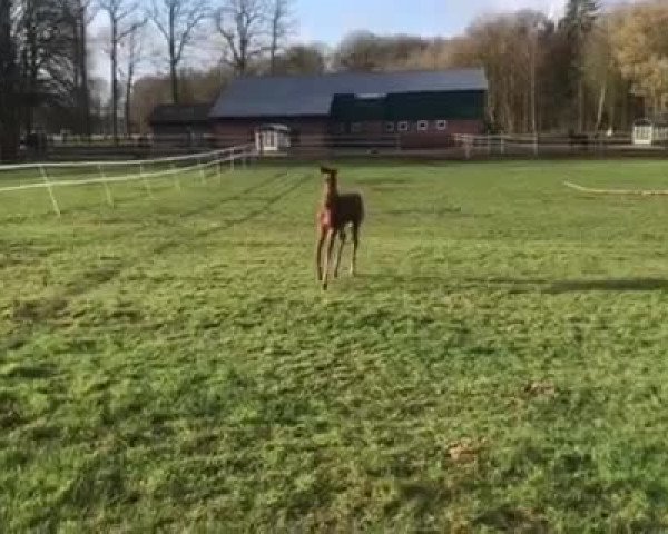 Video of Adaggio W
