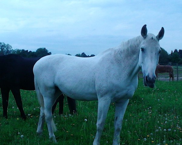 horse Mylady 60 (Württemberger, 1991, from Mitch)