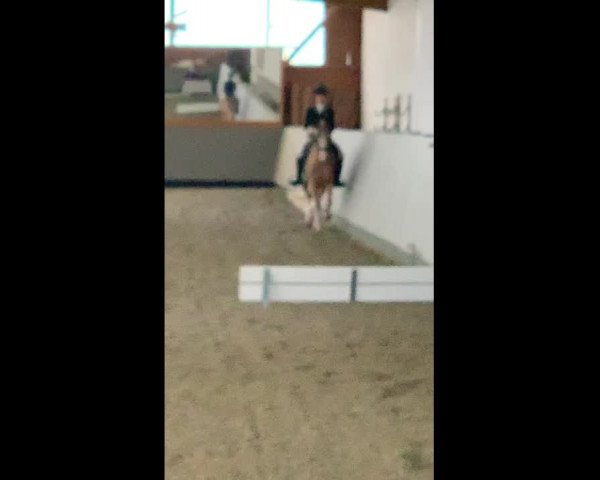 Reitturnier Uetz 2019