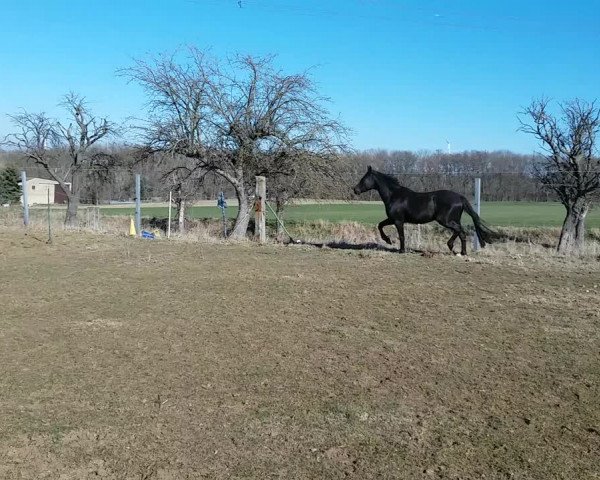 Video of Easy Touch