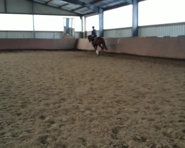 Video of donni