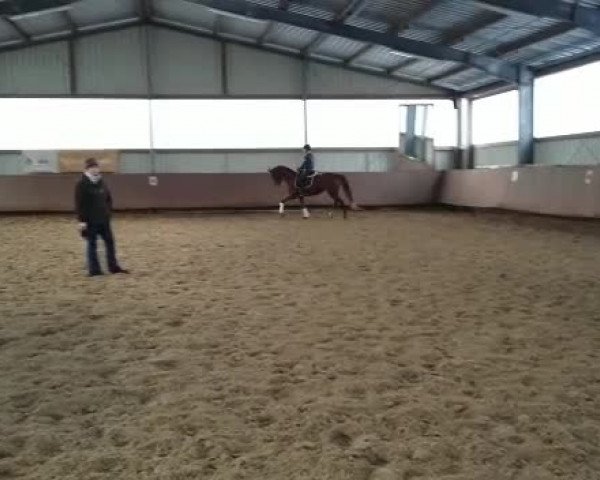 Video of donni