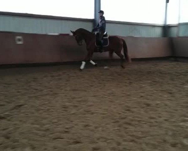 Video of donni