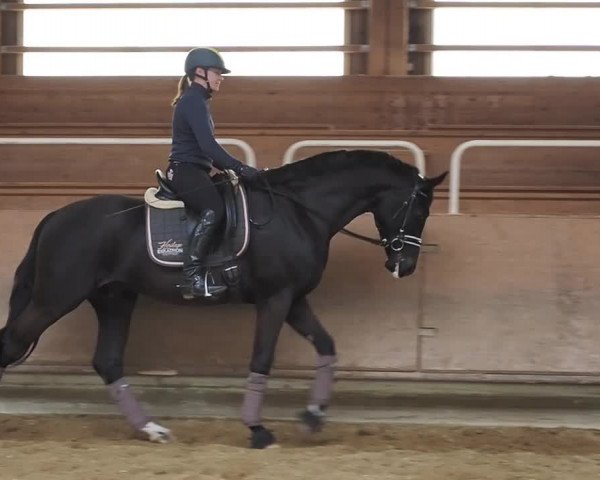 Video von Bohemian