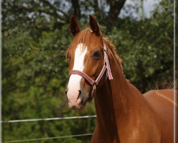 broodmare Rubinia's Diamond (Württemberger, 2006, from Roy Black)
