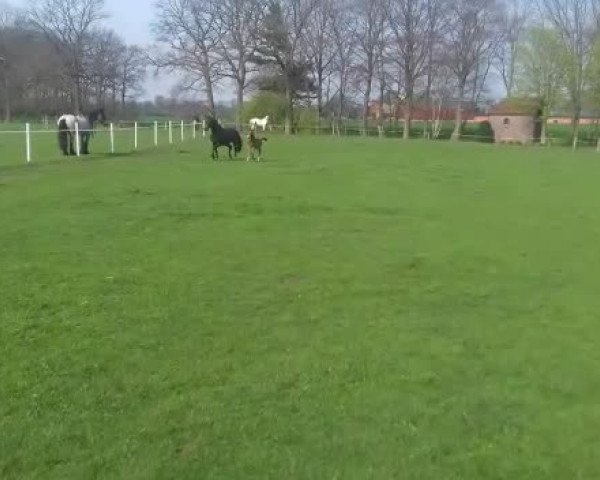 Video von Eclair