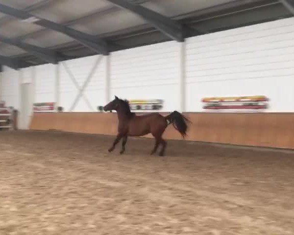Video of Custano