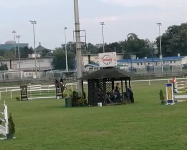 Video von Chavi