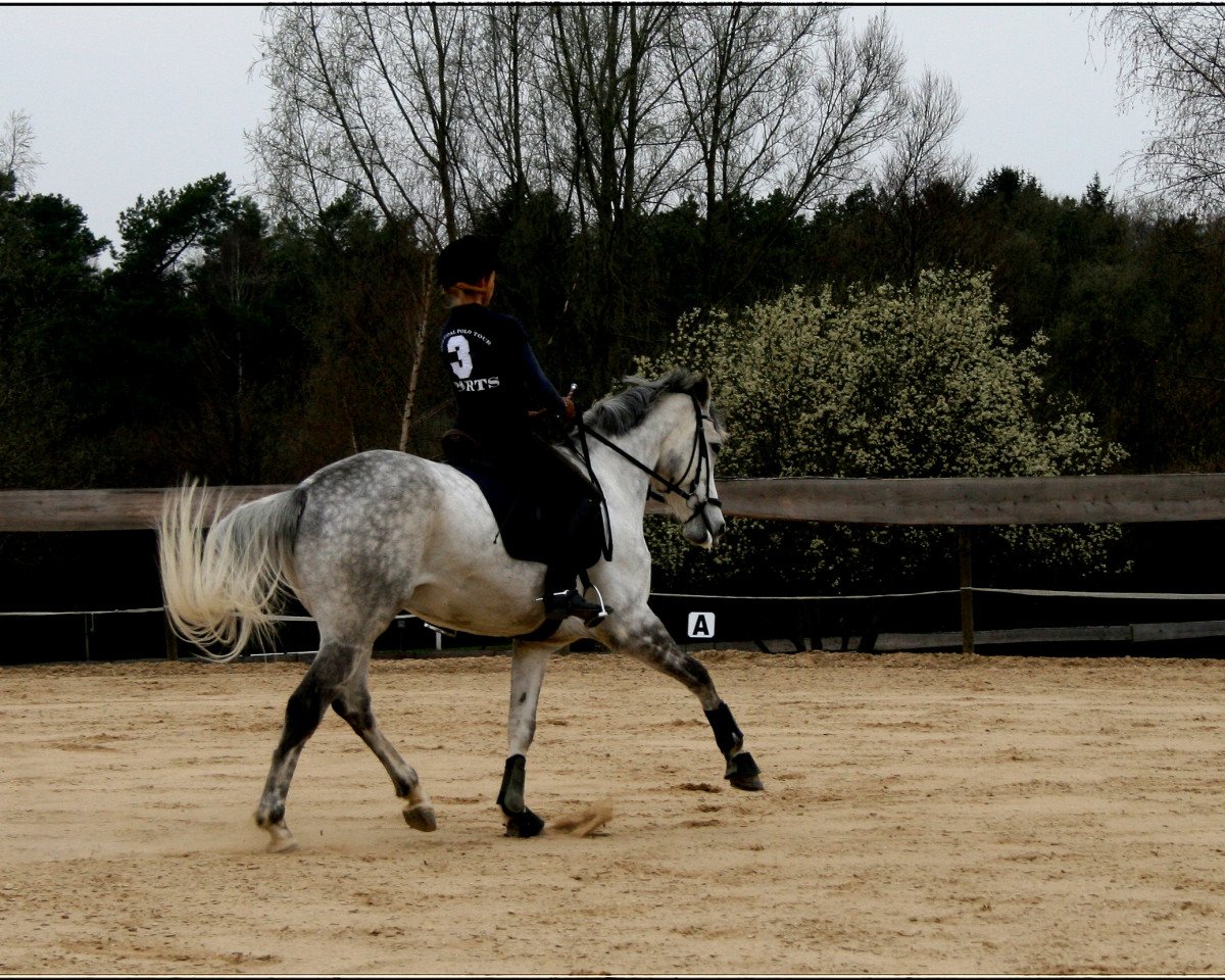 dressage horse Kaisercharme (Trakehner, 2005, from Donaufischer)