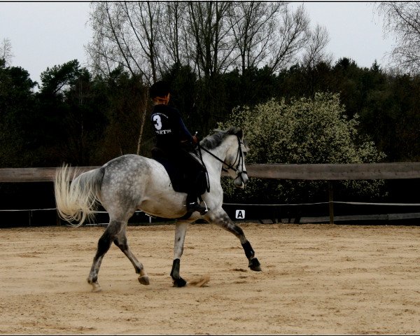 dressage horse Kaisercharme (Trakehner, 2005, from Donaufischer) dressage horse Kaisercharme (Trakehner, 2005, from Donaufischer)