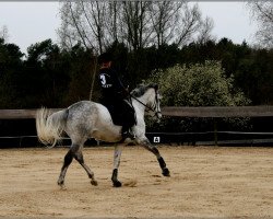 dressage horse Kaisercharme (Trakehner, 2005, from Donaufischer)