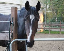 Springpferd Pennylane 29 (Westfale, 2004, von Primeur's As)