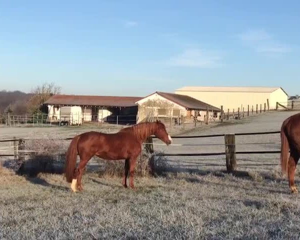 Video von Arielle