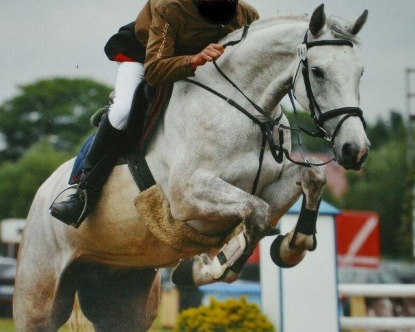 Springpferd Cognac (Deutsches Sportpferd, 2006, von Camposanto)