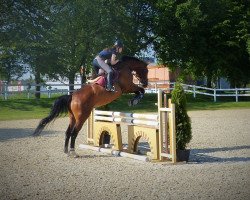 Springpferd Sir Donatelli (Oldenburger, 2008, von Sir Donnerhall I)
