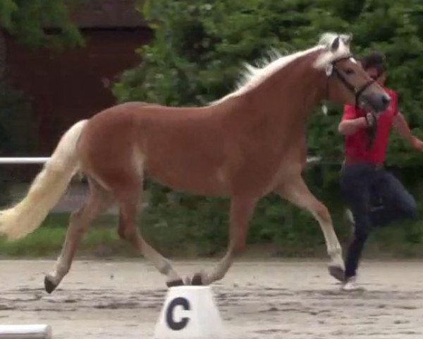 Zuchtstute Stars and Stripes (Haflinger, 2011, von Sterntaenzer)