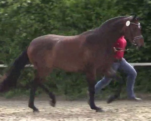 broodmare Ryanna (Westphalian, 2010, from Real Diamond)