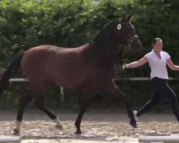 dressage horse Fiene Sb (Westphalian, 2011, from Flanagan)