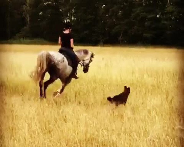 Video von Catena 6