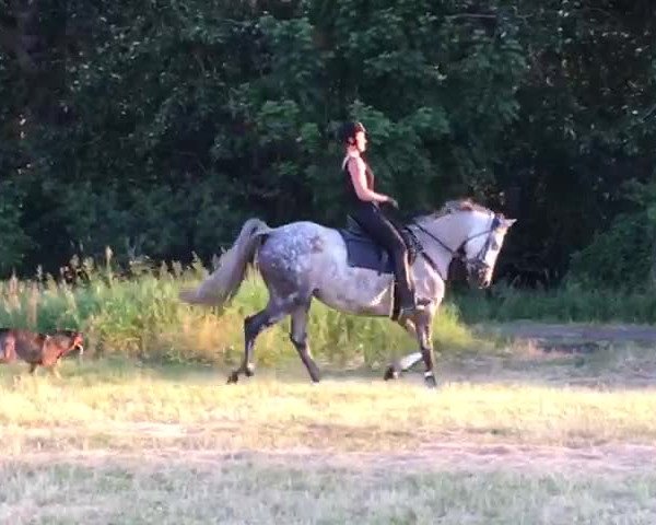 Video von Catena 6