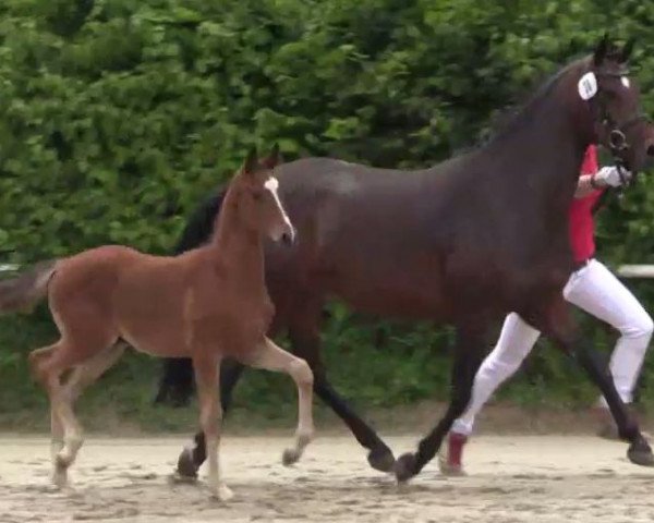 horse Hengst von Dreidimensional AT (German Riding Pony, 2014, from Dreidimensional AT NRW)
