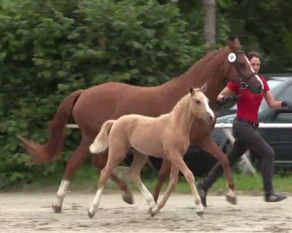 broodmare Carinja H (German Riding Pony, 2014, from Chic in Time)