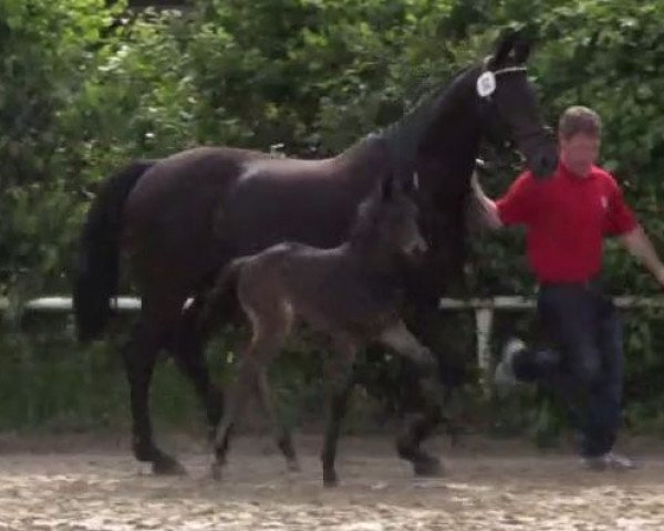 dressage horse Dave Brubeck 2 (Westphalian, 2014, from Harmony's Desiderio)