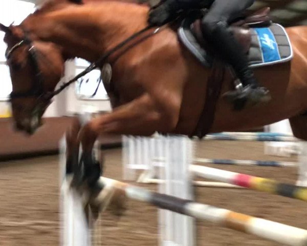 Video of Zensation
