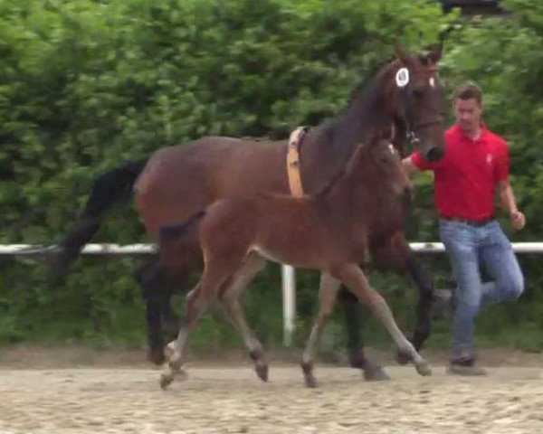 dressage horse F Von X (Westphalian, 2014, from Follow Me OLD)