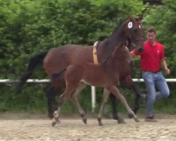 dressage horse F Von X (Westphalian, 2014, from Follow Me OLD)