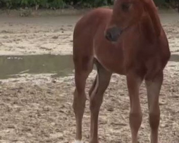 horse Stute von Captain Jack (Westphalian, 2014, from Captain Jack 44)